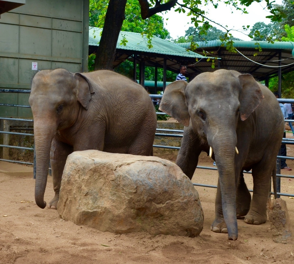 Шри-Ланка — Мальдивы. Mannequins, design, decoration, handmade, photographe…