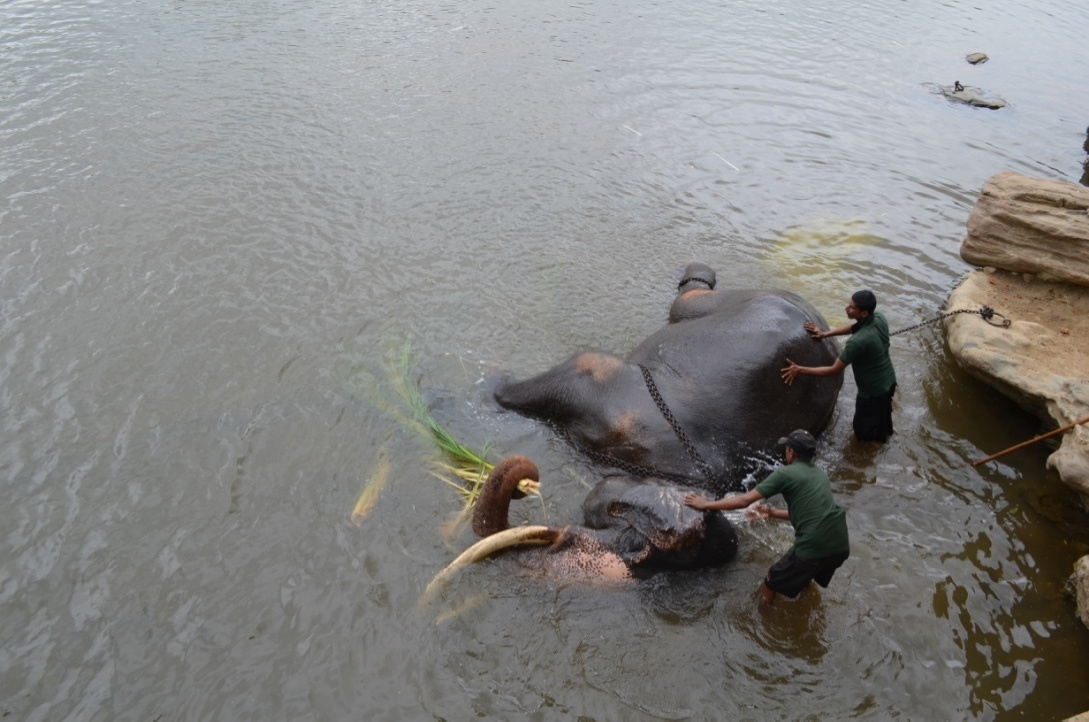 Шри-Ланка — Мальдивы. Mannequins, design, decoration, handmade, photographe…