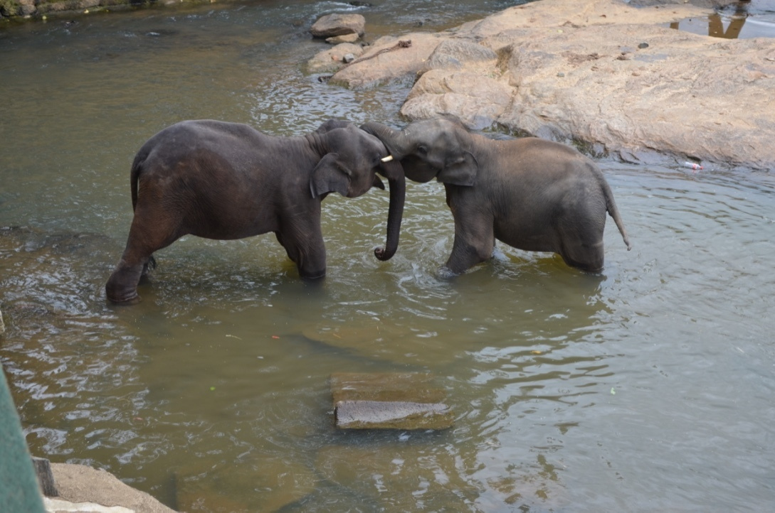 Шри-Ланка — Мальдивы. Mannequins, design, decoration, handmade, photographe…