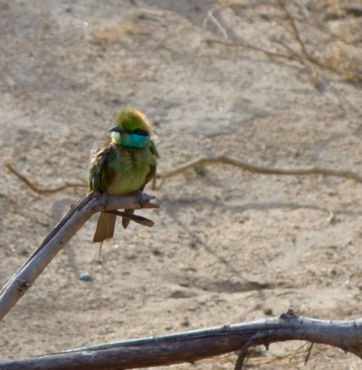 Шри-Ланка — Мальдивы. Mannequins, design, decoration, handmade, photographe…