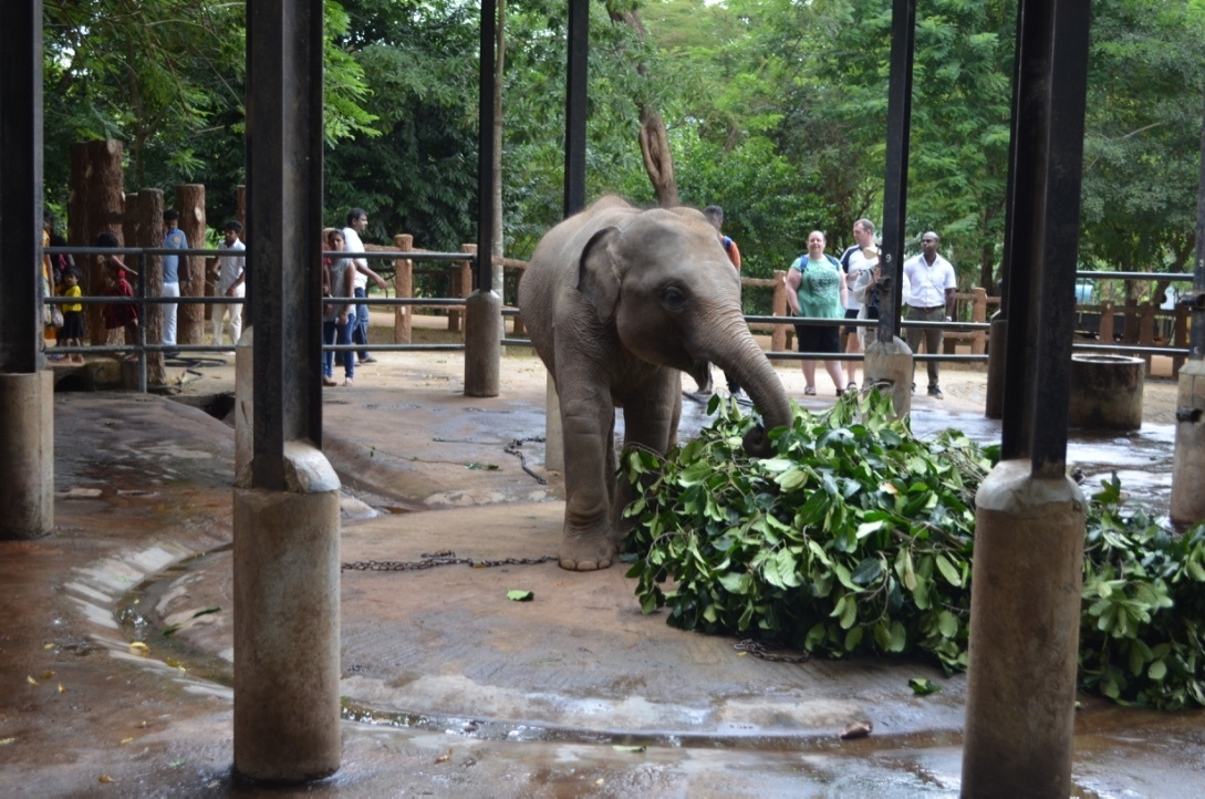 Шри-Ланка — Мальдивы. Mannequins, design, decoration, handmade, photographe…