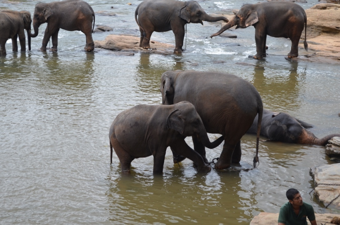 Шри-Ланка — Мальдивы. Mannequins, design, decoration, handmade, photographe…