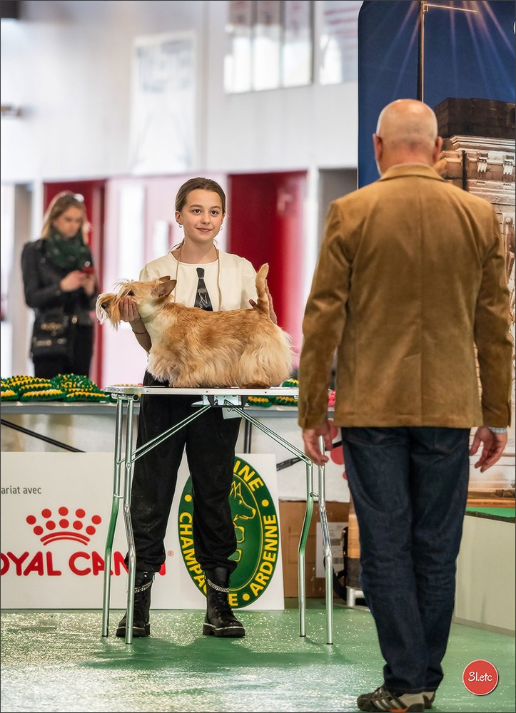 Expo canine 🇫🇷 Châlons-en-Champagne 22-23/02/2025. Photographe à Strasbourg | Portraits, Studio, Enfants, Événements