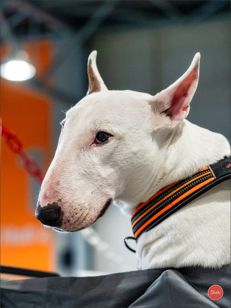 Expo canine 🇫🇷 Châlons-en-Champagne 22-23/02/2025. Photographe à Strasbourg | Portraits, Studio, Enfants, Événements