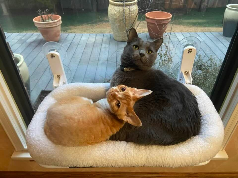 Homer, Boy, born on 02.01.23, SOLD. Devon Rex Pixie Cattery