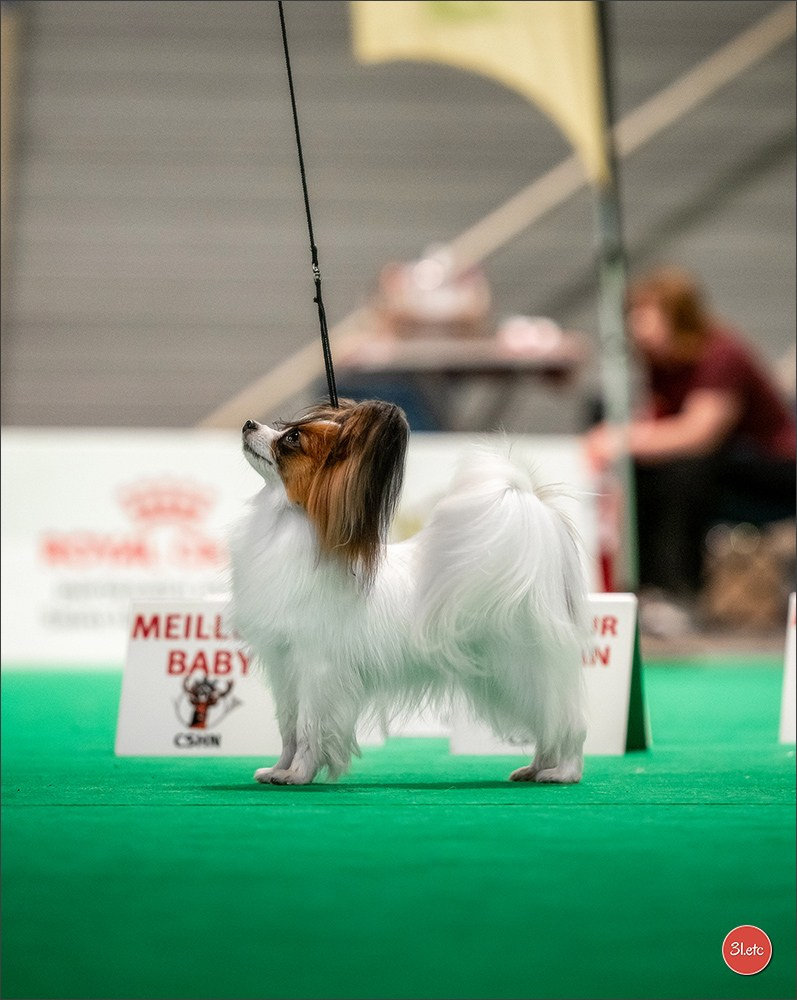 Exposition Canine Internationale à DOUAI. Photographe à Strasbourg | Portraits, Studio, Enfants, Événements