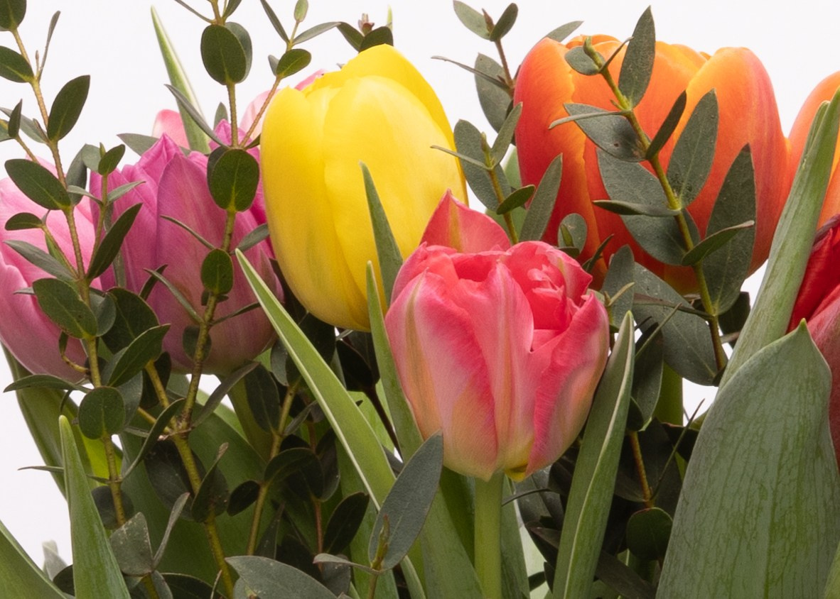 Glæd en du holder af med disse farverige tulipaner. Buketten bestående af tulipaner i blandede nuancer og prydgrønt. Bemærk, at blomsterne kan variere baseret på vores sortiment. En tidløs gestus, ekskl. vase. Levering i Aarhus og omegn.