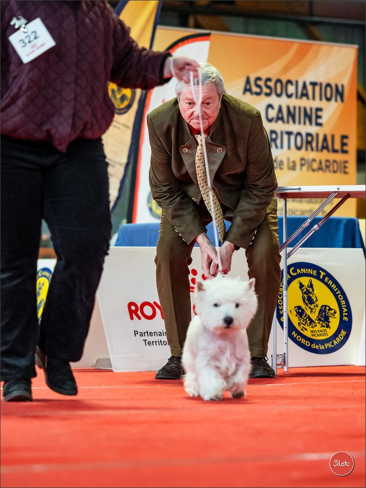 Expo canine 🇫🇷 Amiens 15-16/02/2025. Photographe à Strasbourg | Portraits, Studio, Enfants, Événements