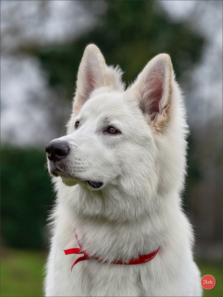 Expo canine 🇫🇷 Amiens 15-16/02/2025. Photographe à Strasbourg | Portraits, Studio, Enfants, Événements