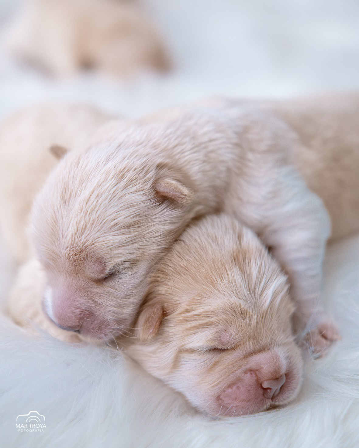 Newborn puppies Hispalis Kennel. Fotos con huella, fotografía de perros y mascotas en Sevilla