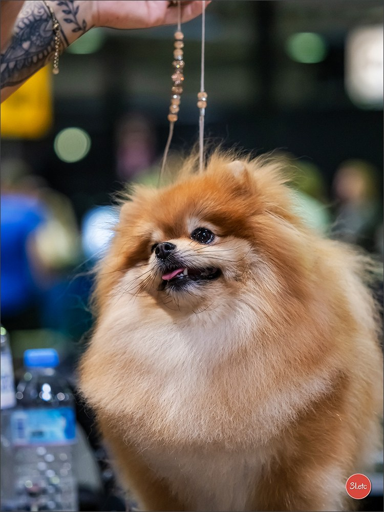 🇱🇺 LUXEMBOURG 🇱🇺 International Dog Show 🇱🇺 31/08 - 01/09/2024. Photographe à Strasbourg | Portraits, Studio, Enfants, Événements