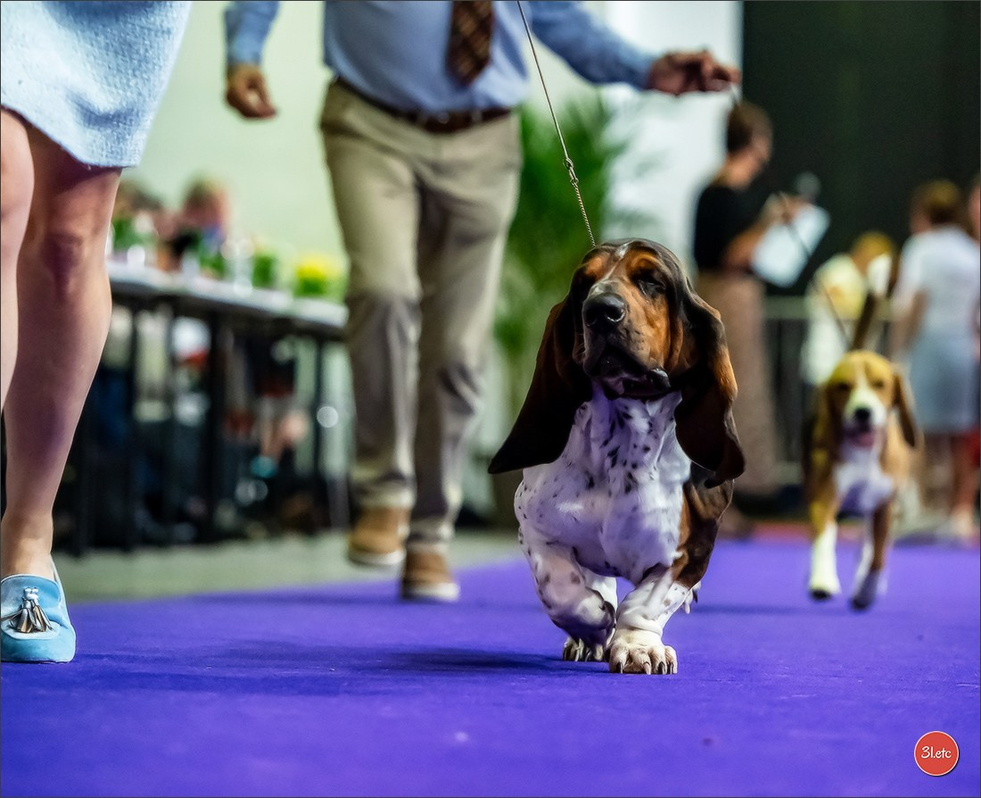 🇱🇺 LUXEMBOURG 🇱🇺 International Dog Show 🇱🇺 31/08 - 01/09/2024. Photographe à Strasbourg | Portraits, Studio, Enfants, Événements