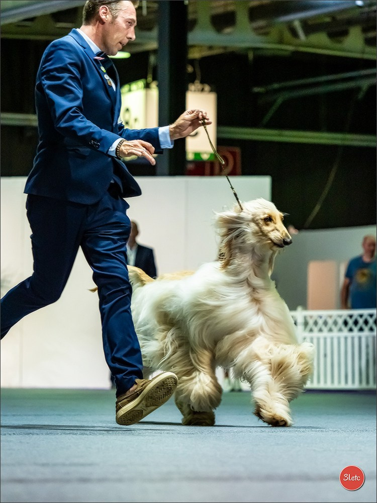 🇱🇺 LUXEMBOURG 🇱🇺 International Dog Show 🇱🇺 31/08 - 01/09/2024. Photographe à Strasbourg | Portraits, Studio, Enfants, Événements