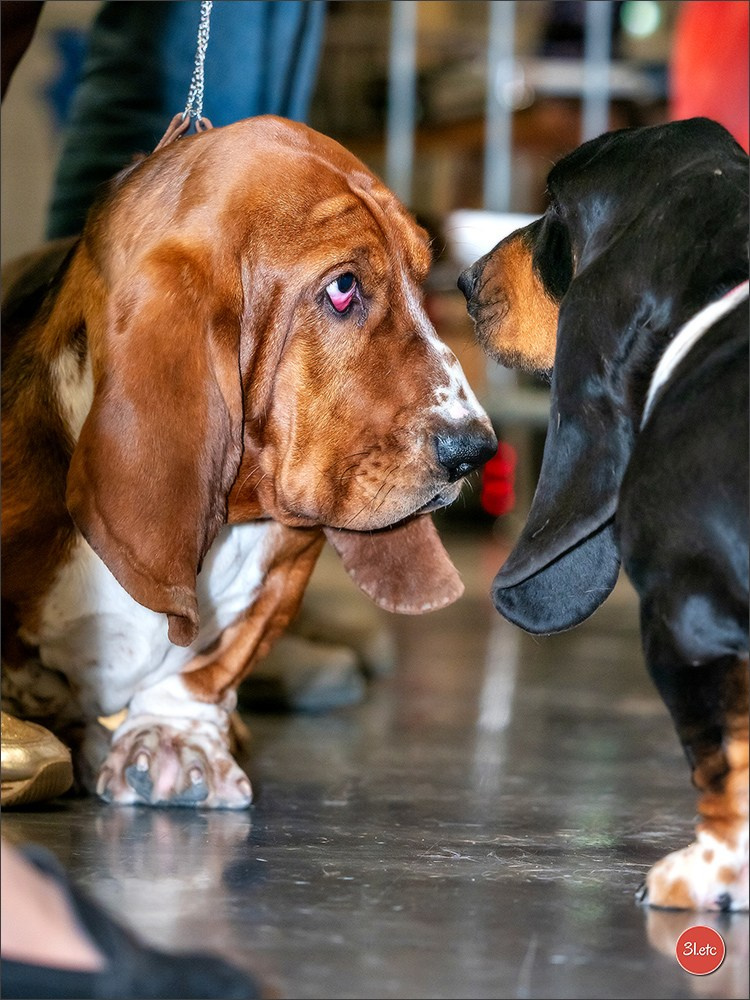 Exposition Canine Internationale à DOUAI. Photographe à Strasbourg | Portraits, Studio, Enfants, Événements
