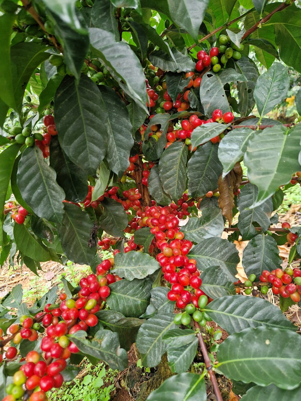 Grow Peat Organic Farming Training Crops and Sustainable Agriculture. Boost Plant Growth with Organic Fertilizers: Our Effective Solution