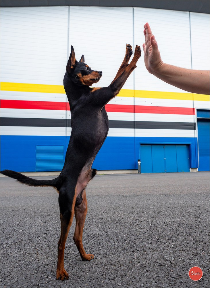 Exposition Canine Internationale à DOUAI. Photographe à Strasbourg | Portraits, Studio, Enfants, Événements