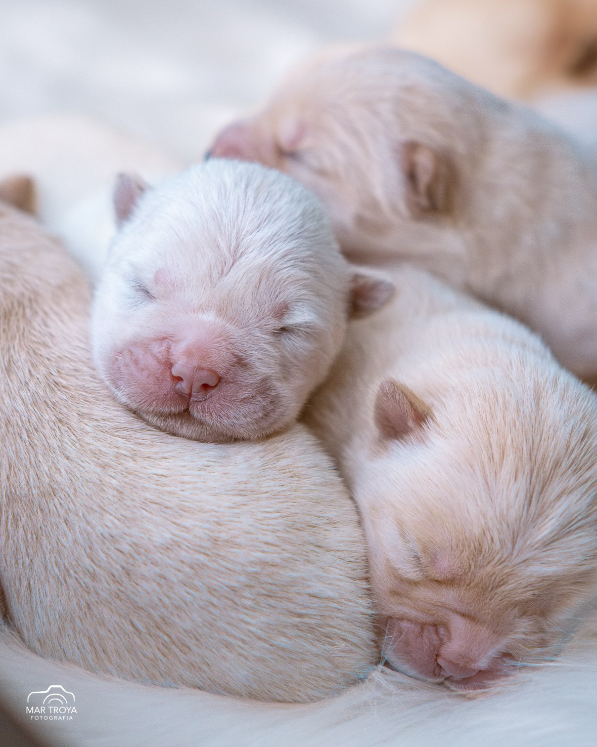 Newborn puppies Hispalis Kennel. Fotos con huella, fotografía de perros y mascotas en Sevilla