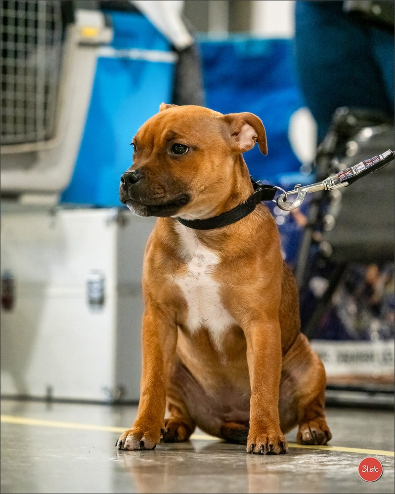 Expo canine 🇫🇷 Châlons-en-Champagne 22-23/02/2025. Photographe à Strasbourg | Portraits, Studio, Enfants, Événements
