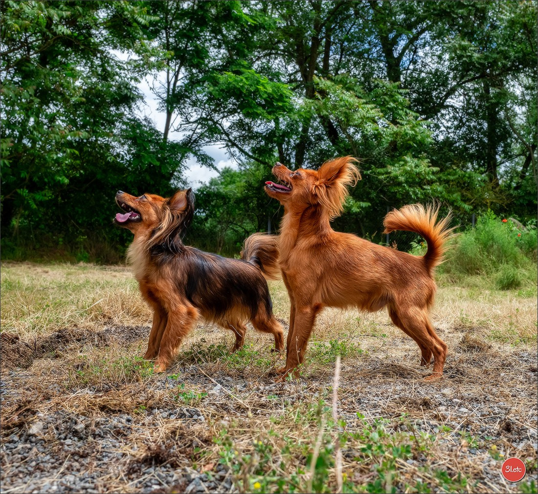 CHAMPIONNAT DE FRANCE 2024 & CACIB SPÉCIALES DE RACES MONTLUÇON. Photographe à Strasbourg | Portraits, Studio, Enfants, Événements