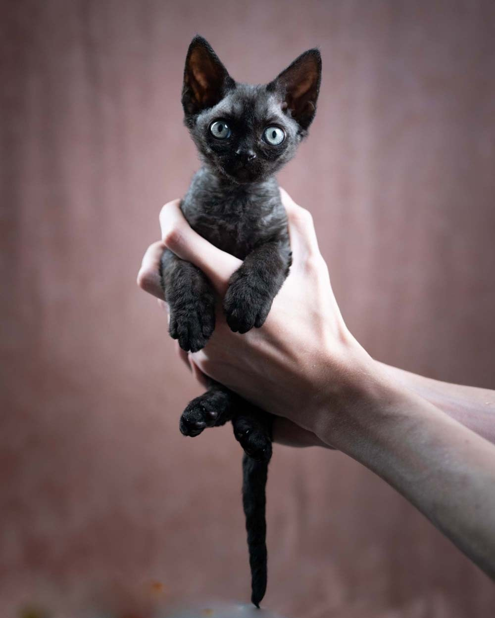 Devon Rex Pixie Cattery
