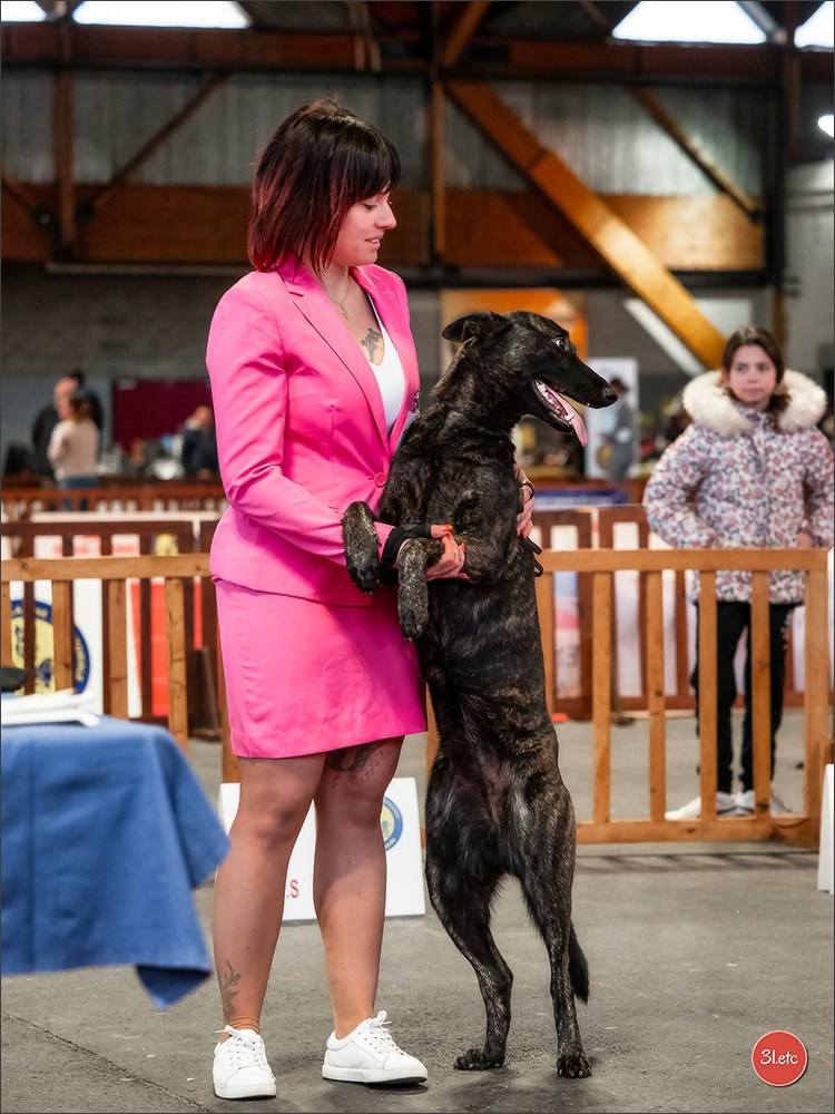 Expo canine 🇫🇷 Amiens 15-16/02/2025. Photographe à Strasbourg | Portraits, Studio, Enfants, Événements