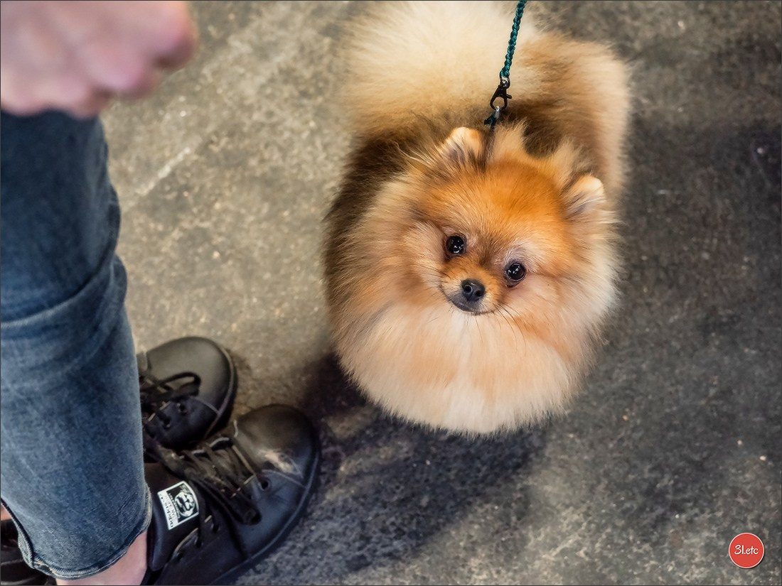Expo canine 🇫🇷 Amiens 15-16/02/2025. Photographe à Strasbourg | Portraits, Studio, Enfants, Événements