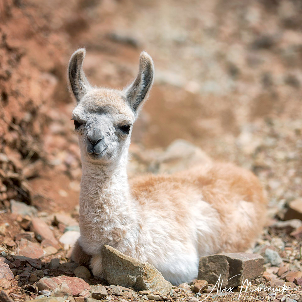 Bolivia Adventure. Pet, Senior, Landscape, portrait studio, photographer in Miami and Sou