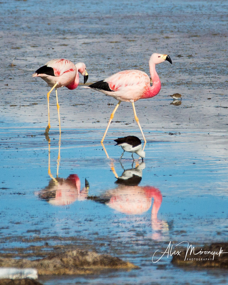 Bolivia Adventure. Pet, Senior, Landscape, portrait studio, photographer in Miami and Sou