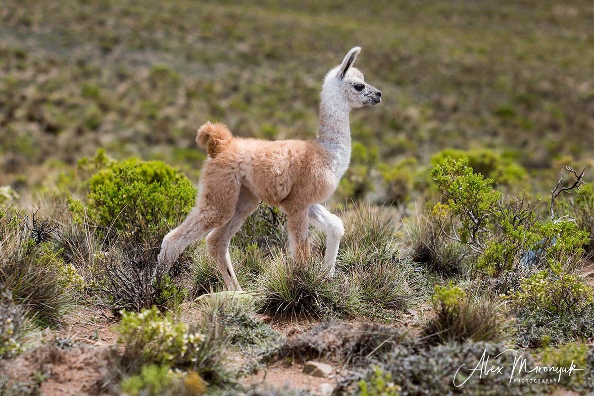 Bolivia Adventure. Pet, Senior, Landscape, portrait studio, photographer in Miami and Sou