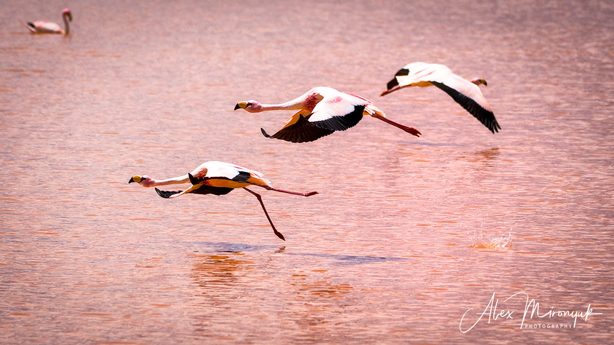 Bolivia Adventure. Pet, Senior, Landscape, portrait studio, photographer in Miami and Sou