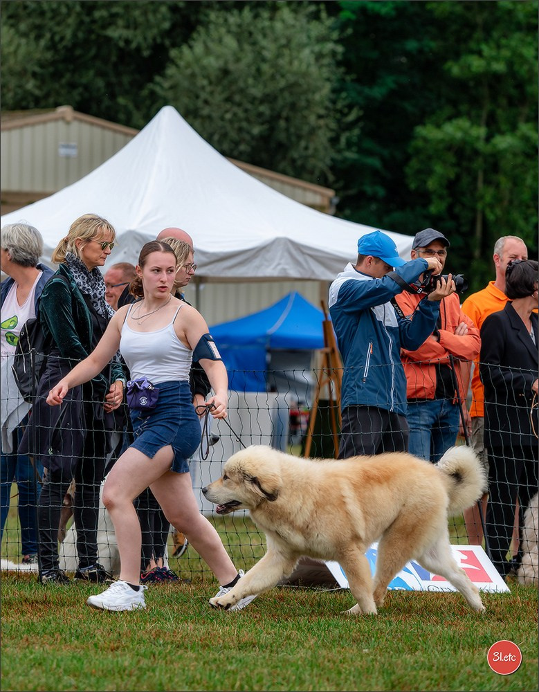 Exposition Canine à STRASBOURG-HOERDT Dimanche 18 août 2024. Photographe à Strasbourg | Portraits, Studio, Enfants, Événements