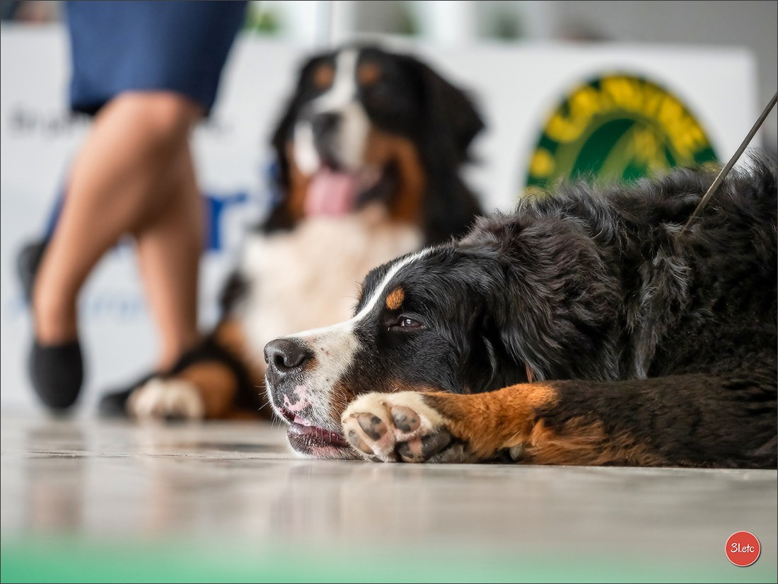 Expo canine 🇫🇷 Châlons-en-Champagne 22-23/02/2025. Photographe à Strasbourg | Portraits, Studio, Enfants, Événements