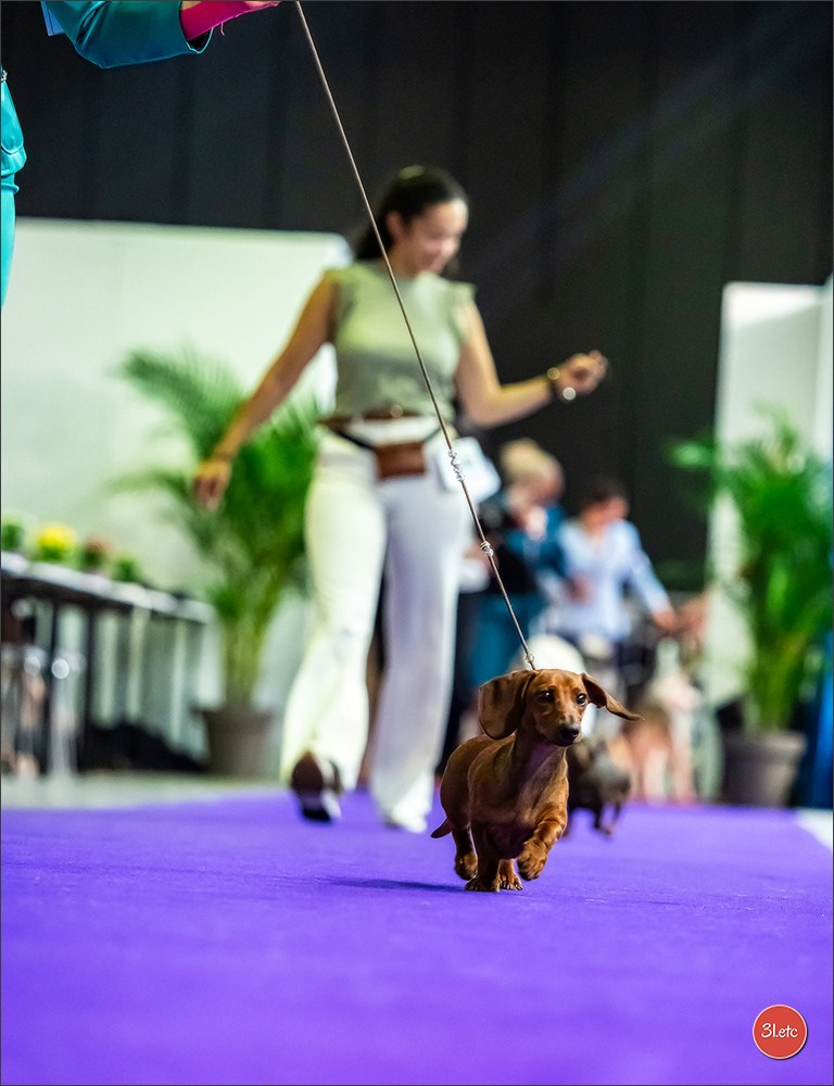 🇱🇺 LUXEMBOURG 🇱🇺 International Dog Show 🇱🇺 31/08 - 01/09/2024. Photographe à Strasbourg | Portraits, Studio, Enfants, Événements