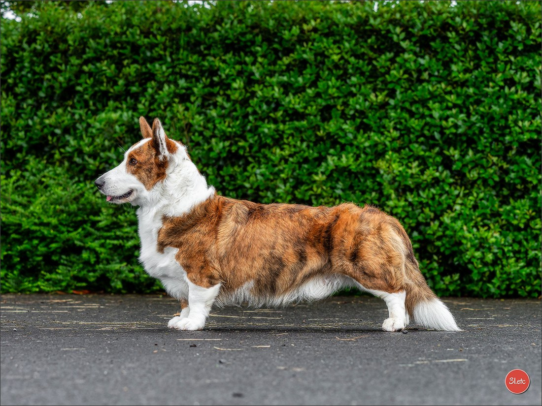 CHAMPIONNAT DE FRANCE 2024 & CACIB SPÉCIALES DE RACES MONTLUÇON. Photographe à Strasbourg | Portraits, Studio, Enfants, Événements