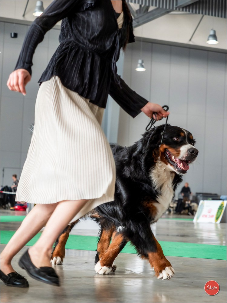 Expo canine 🇫🇷 Châlons-en-Champagne 22-23/02/2025. Photographe à Strasbourg | Portraits, Studio, Enfants, Événements