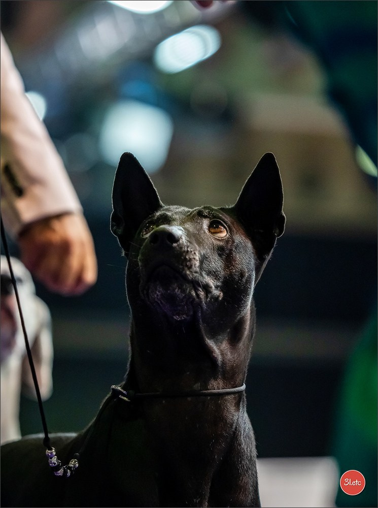 🇱🇺 LUXEMBOURG 🇱🇺 International Dog Show 🇱🇺 31/08 - 01/09/2024. Photographe à Strasbourg | Portraits, Studio, Enfants, Événements