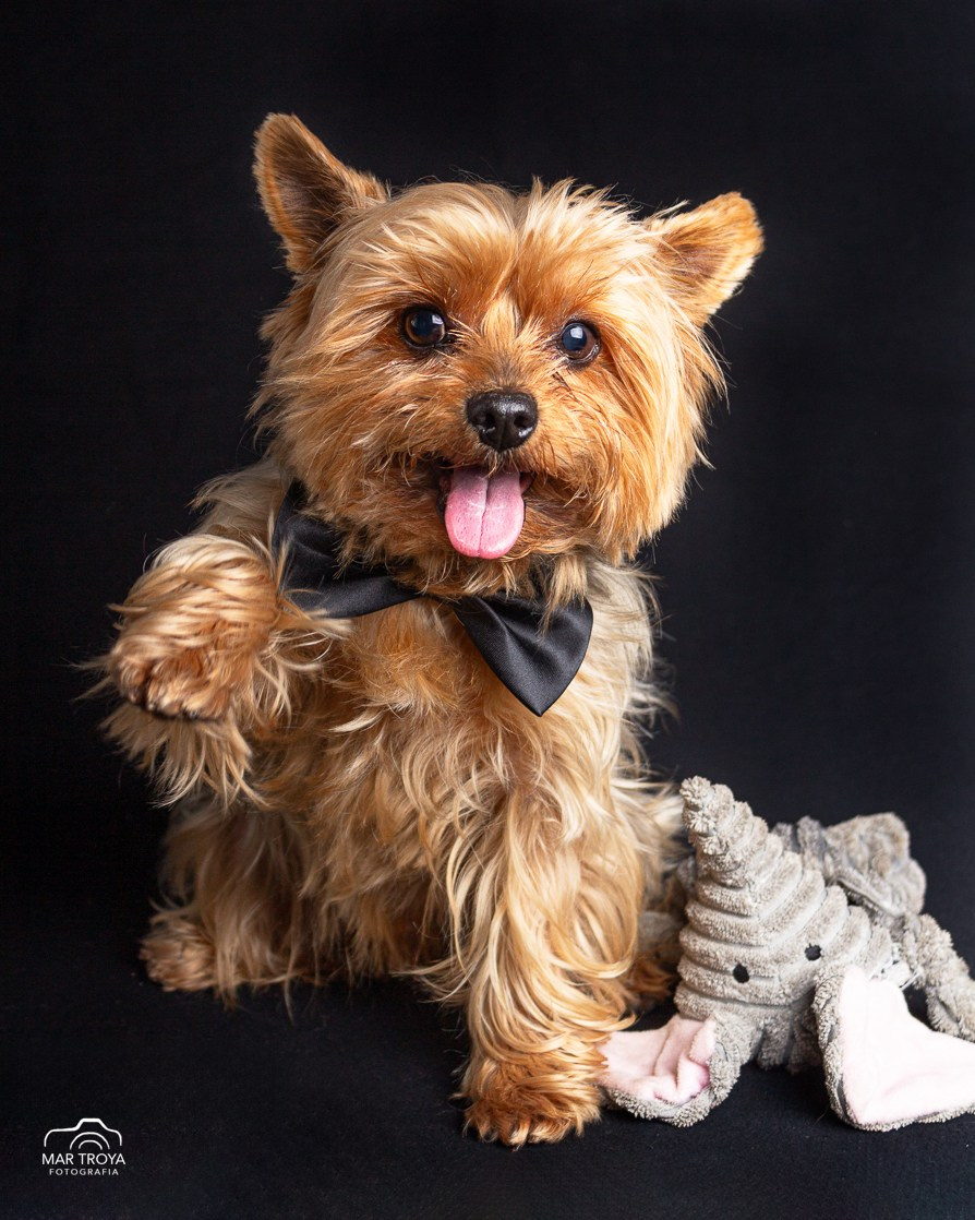 Fotos con huella, fotografía de perros y mascotas en Sevilla