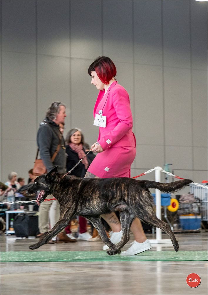 Expo canine 🇫🇷 Châlons-en-Champagne 22-23/02/2025. Photographe à Strasbourg | Portraits, Studio, Enfants, Événements