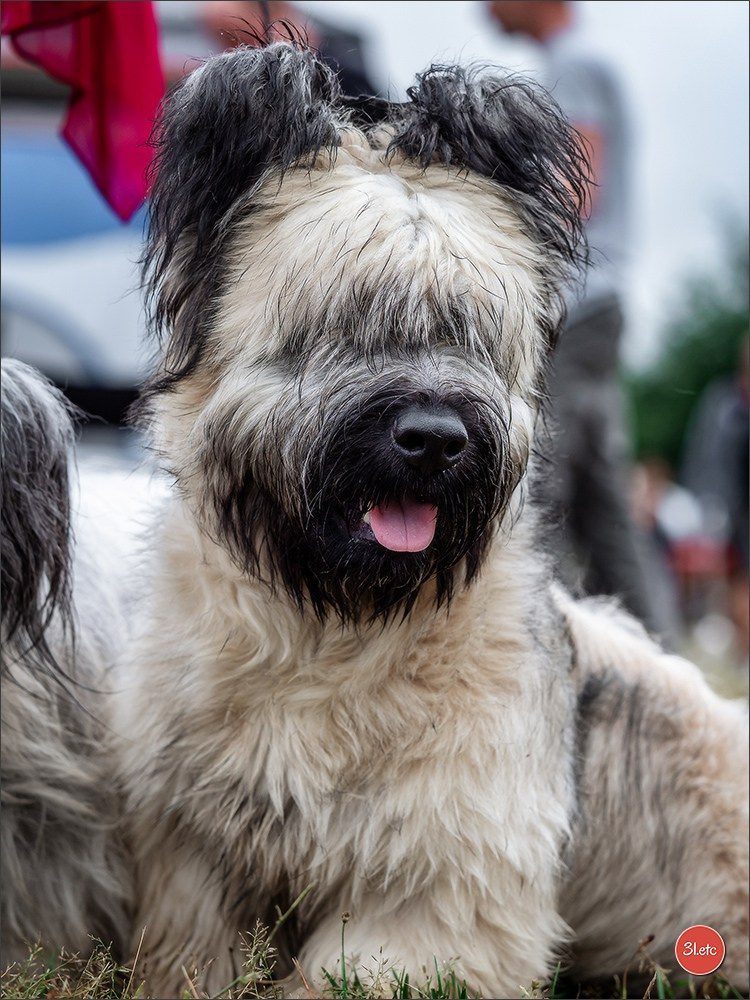 Exposition Canine à STRASBOURG-HOERDT Dimanche 18 août 2024. Photographe à Strasbourg | Portraits, Studio, Enfants, Événements