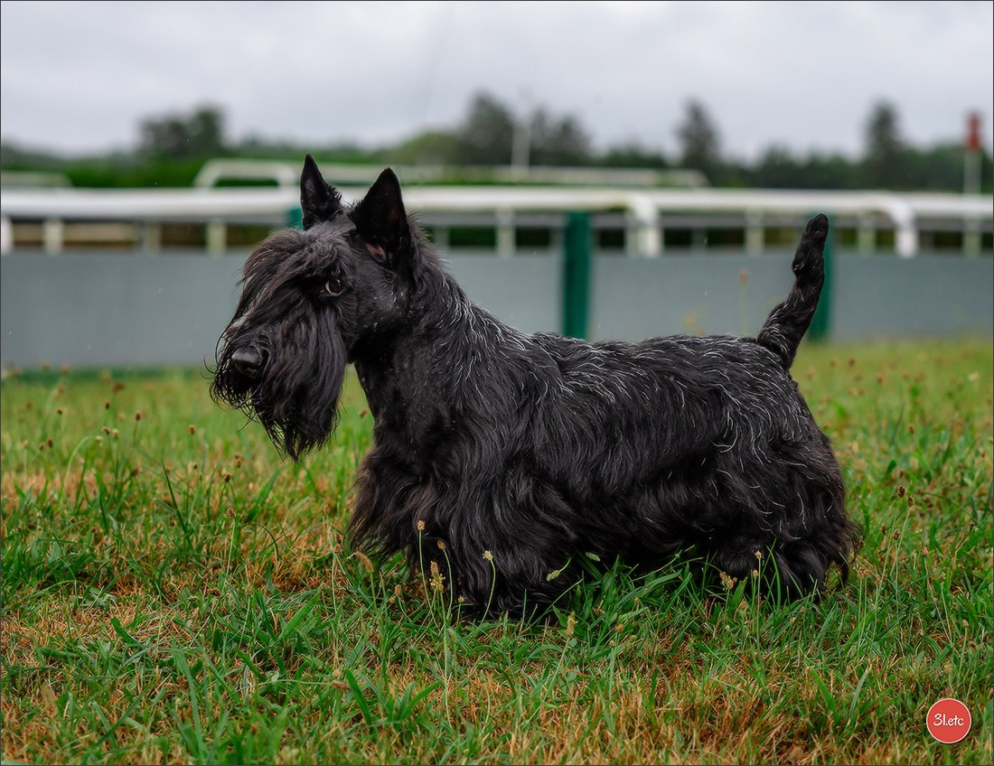 Exposition Canine à STRASBOURG-HOERDT Dimanche 18 août 2024. Photographe à Strasbourg | Portraits, Studio, Enfants, Événements