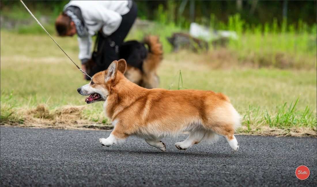 CHAMPIONNAT DE FRANCE 2024 & CACIB SPÉCIALES DE RACES MONTLUÇON. Photographe à Strasbourg | Portraits, Studio, Enfants, Événements