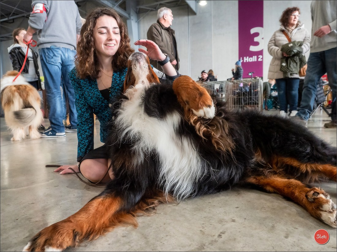 Expo canine 🇫🇷 Châlons-en-Champagne 22-23/02/2025. Photographe à Strasbourg | Portraits, Studio, Enfants, Événements