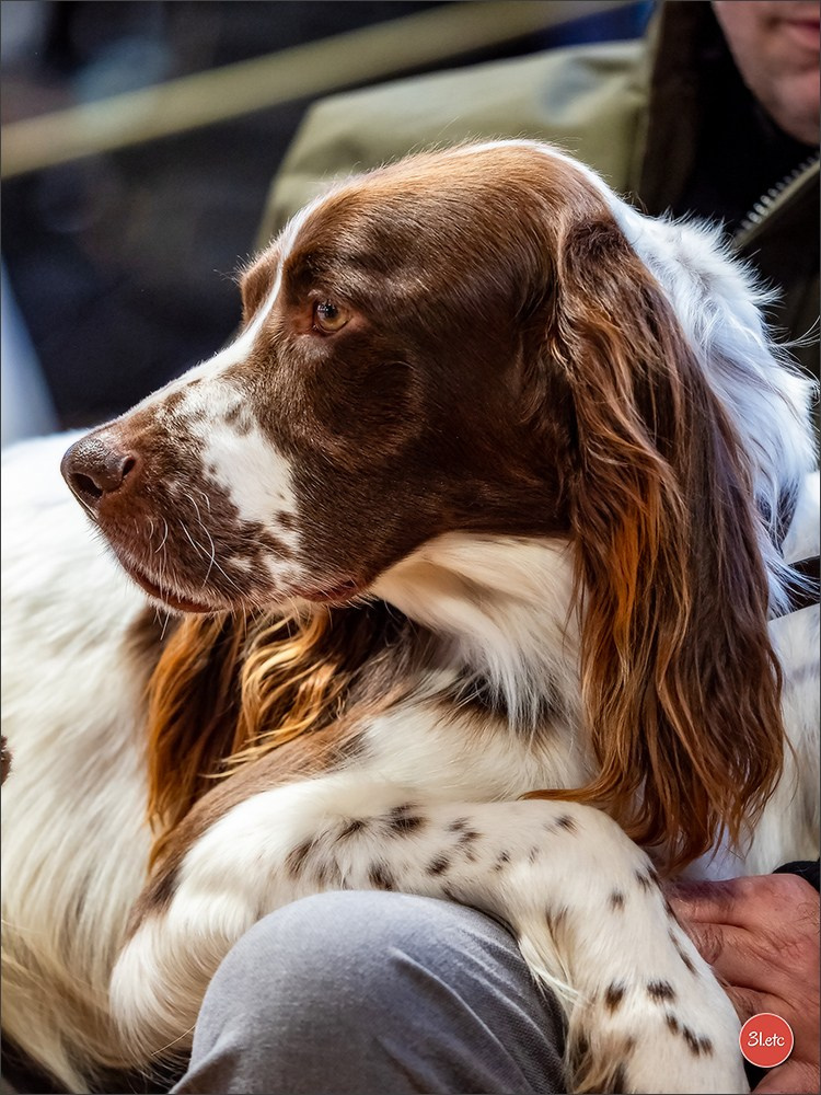 Expo canine 🇫🇷 Amiens 15-16/02/2025. Photographe à Strasbourg | Portraits, Studio, Enfants, Événements