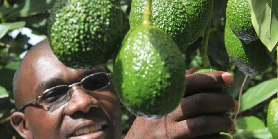 Optimizing Avocado Farming Practices: Grow Peat Organic Fertilizer. Boost Plant Growth with Organic Fertilizers: Our Effective Solution