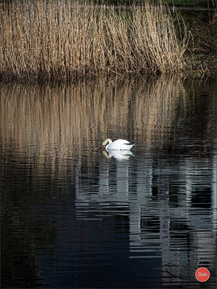 Se promener dans Strasbourg. Photographe à Strasbourg | Portraits, Studio, Enfants, Événements