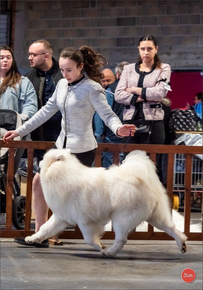 Expo canine 🇫🇷 Amiens 15-16/02/2025. Photographe à Strasbourg | Portraits, Studio, Enfants, Événements