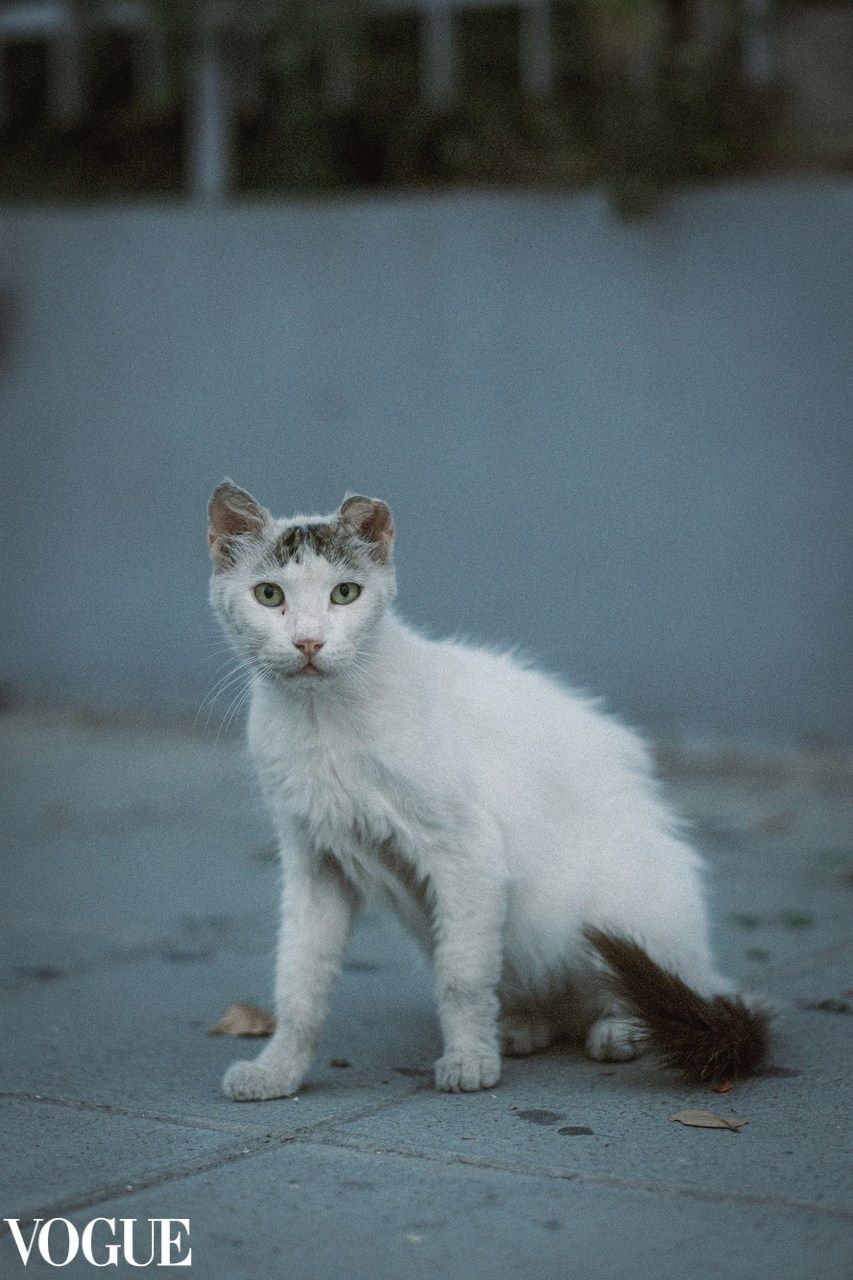 Stray cat in 📍Limassol in Vogue - Photo by Yukophotography 📸
