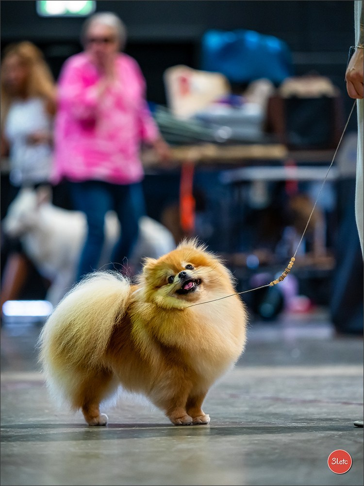 🇱🇺 LUXEMBOURG 🇱🇺 International Dog Show 🇱🇺 31/08 - 01/09/2024. Photographe à Strasbourg | Portraits, Studio, Enfants, Événements