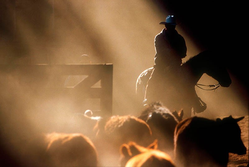 Silhoutted cowboy atop a horse herds cattle into a pen in a dusty pen.