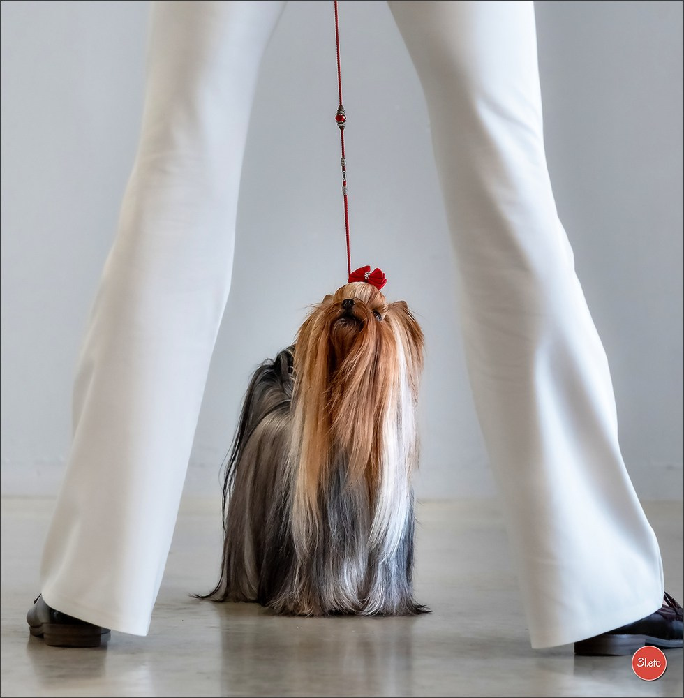 Expo canine 🇫🇷 Châlons-en-Champagne 22-23/02/2025. Photographe à Strasbourg | Portraits, Studio, Enfants, Événements